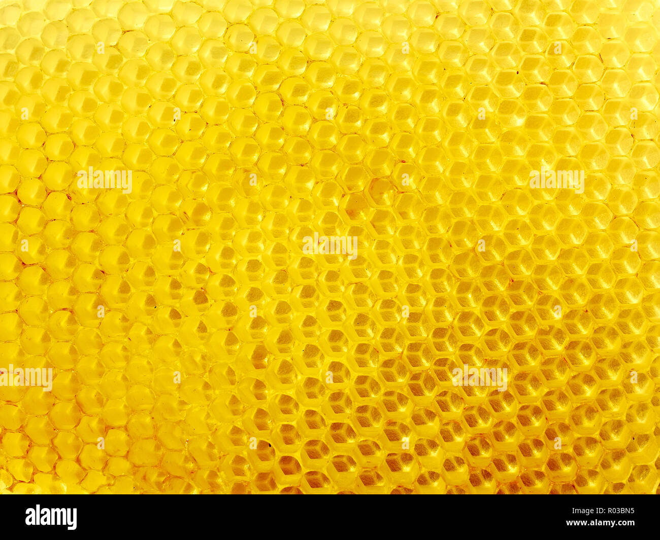 Honeycomb of fresh wax with empty cells Stock Photo