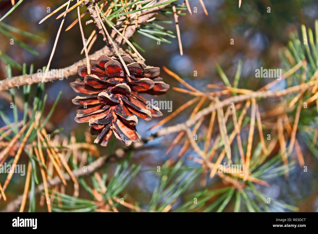Pine cone hanging on a branch in autumn season Stock Photo - Alamy