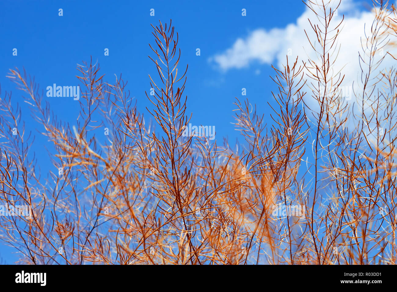 Dried pods with seeds of plants from the family Cruciferae against the blue sky Stock Photo