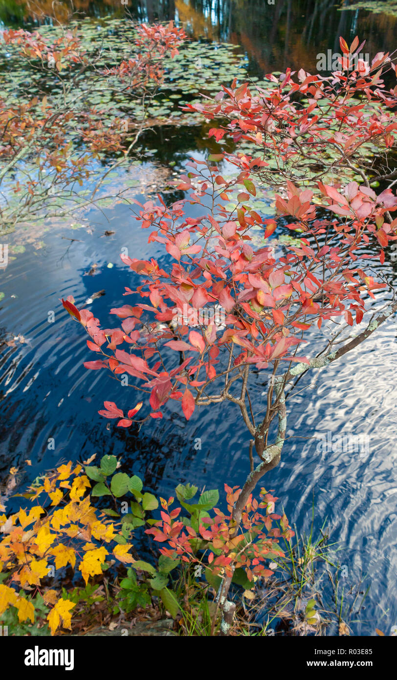 Twigs of a Northern highbush blueberry, with red autumn leaves, above a rippled pond. Mass Audubon’s Broadmoor Wildlife Sanctuary, Natick, MA, USA Stock Photo