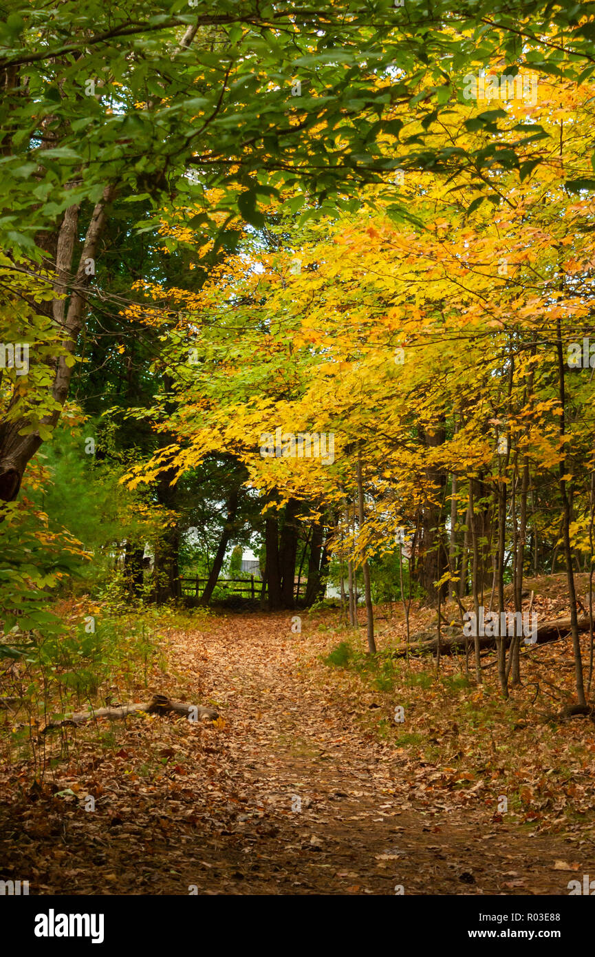 Walkway in the woods. Trees changing color in the Fall. Autumn in New ...