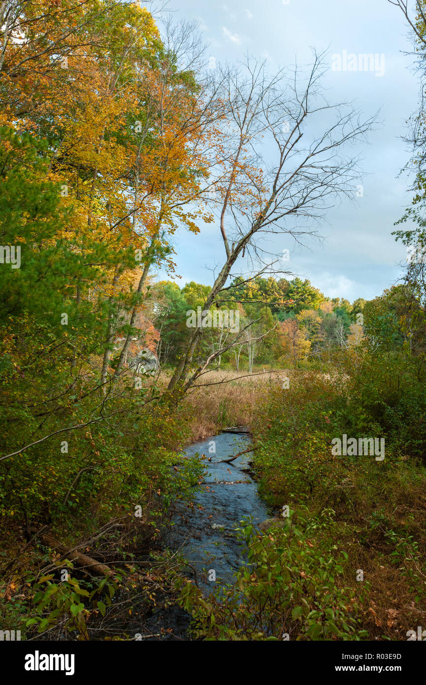 Stream running through a mixed forest. Trees changing color in the Fall