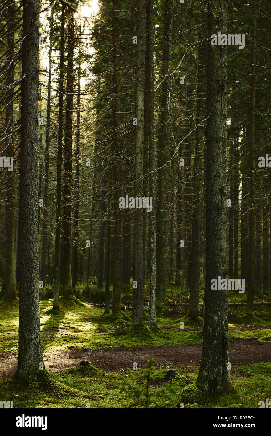 Sunlight streaming through pine hi-res stock photography and images - Alamy
