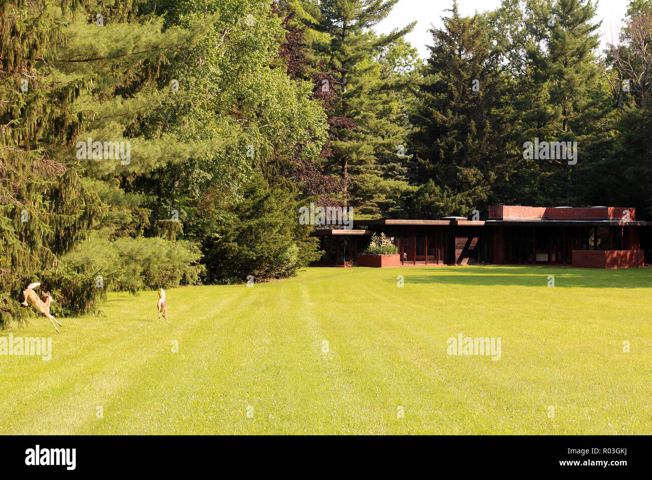 Deer frolic across front lawn of Weltzheimer/Johnson House (designed by