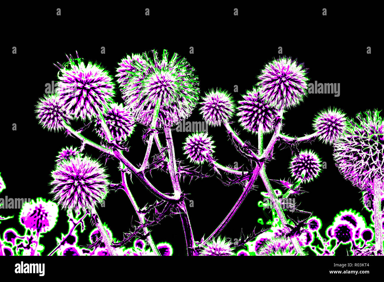 Spherical thistle flowers (Echinops ritro) on the black background. Toned herbal texture in bright colors Stock Photo
