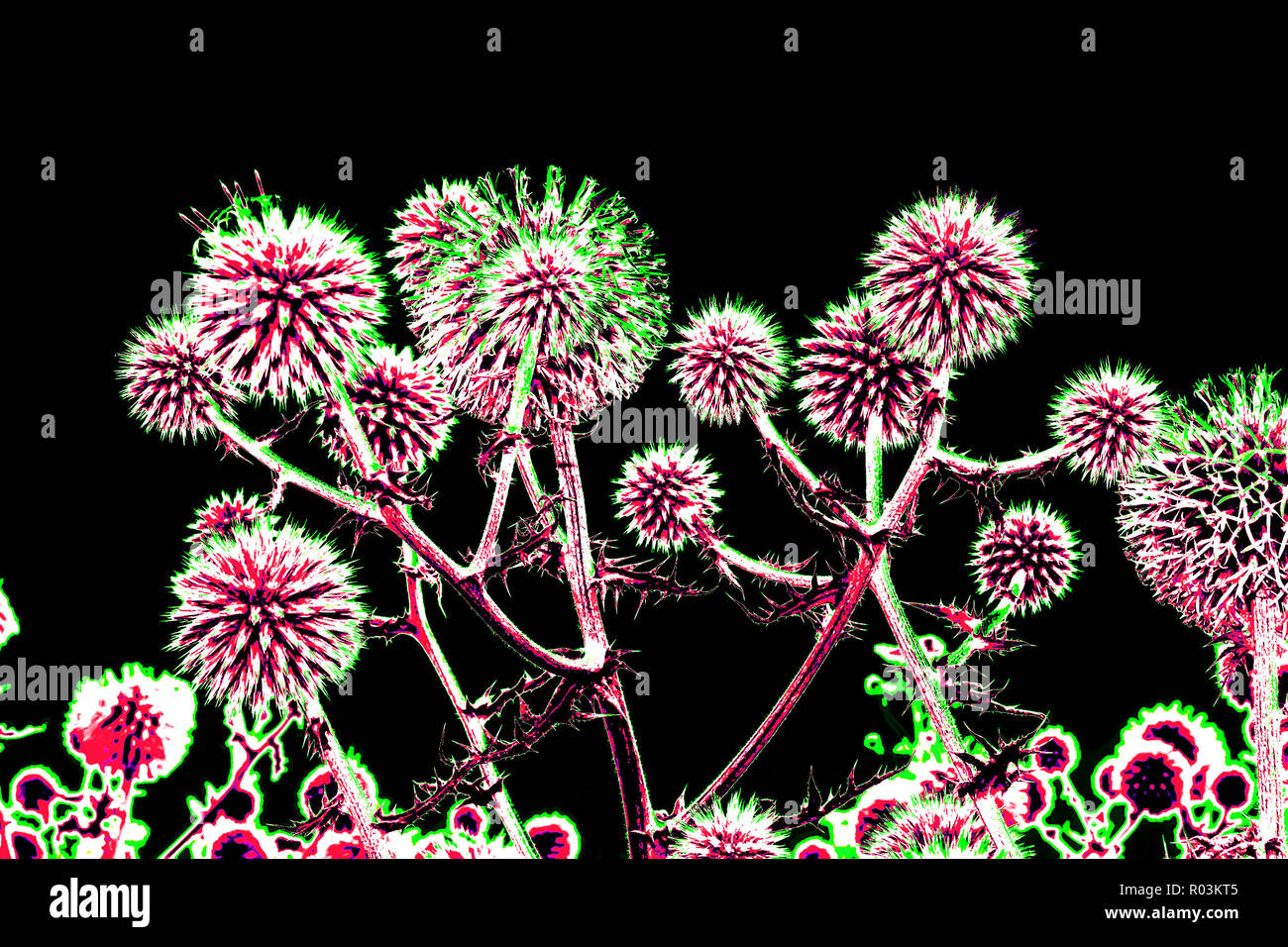Spherical thistle flowers (Echinops ritro) on the black background. Toned herbal texture in bright saturated colors Stock Photo