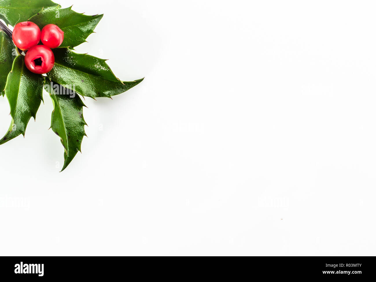 Decoration with christmas holly isolated on white background Stock ...