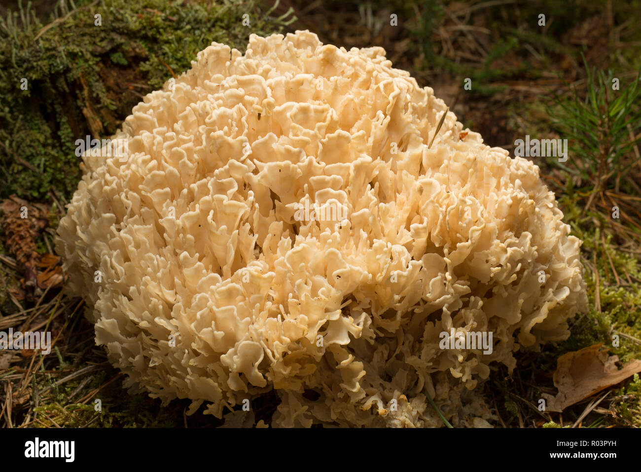 A specimen of Sparassis spathulata growing under Scots pines in the New Forest in Hampshire England UK GB. This fungi is regarded as being rare in the Stock Photo