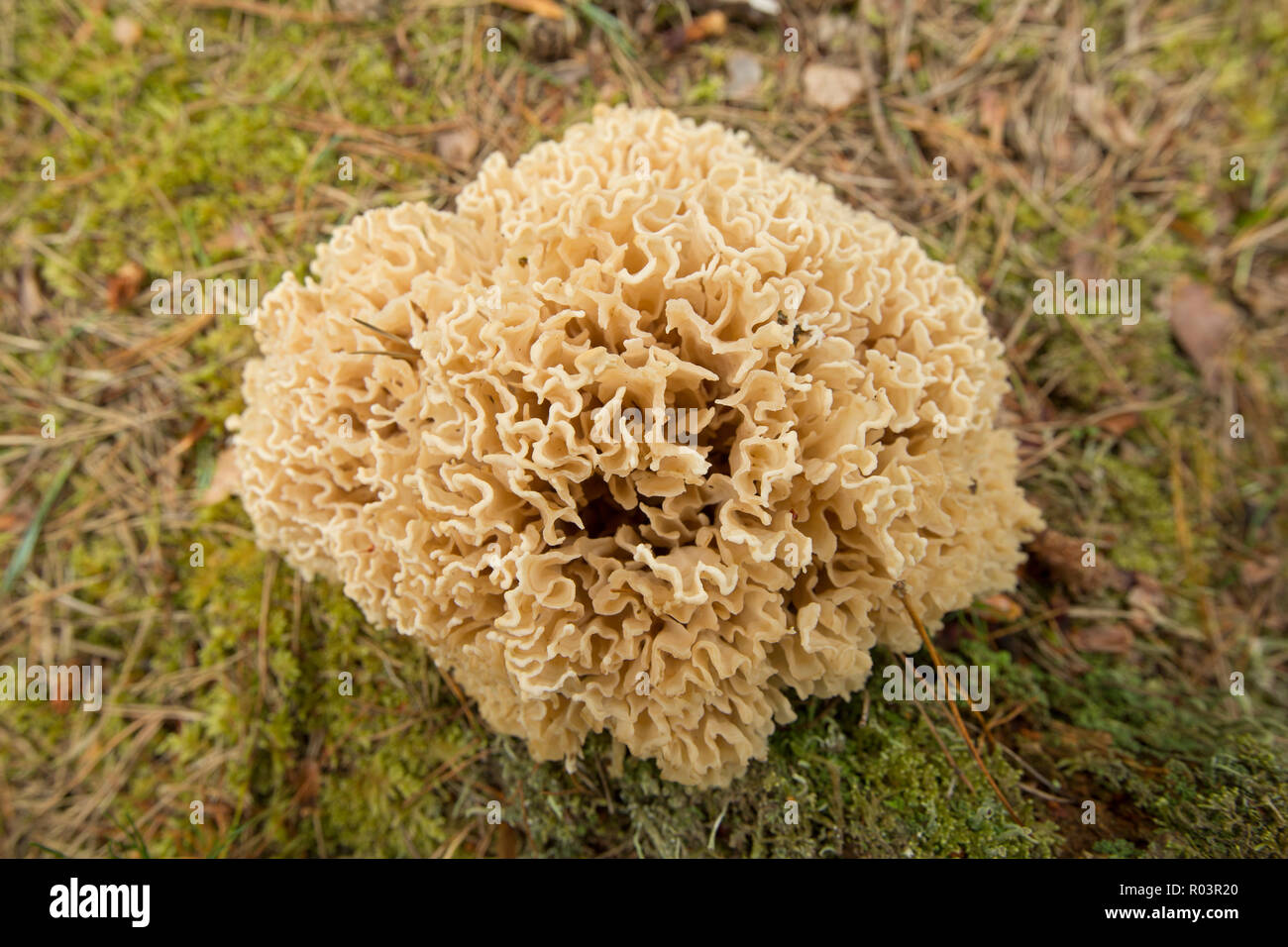 A specimen of Sparassis spathulata growing under Scots pines in the New Forest in Hampshire England UK GB. This fungi is regarded as being rare in the Stock Photo