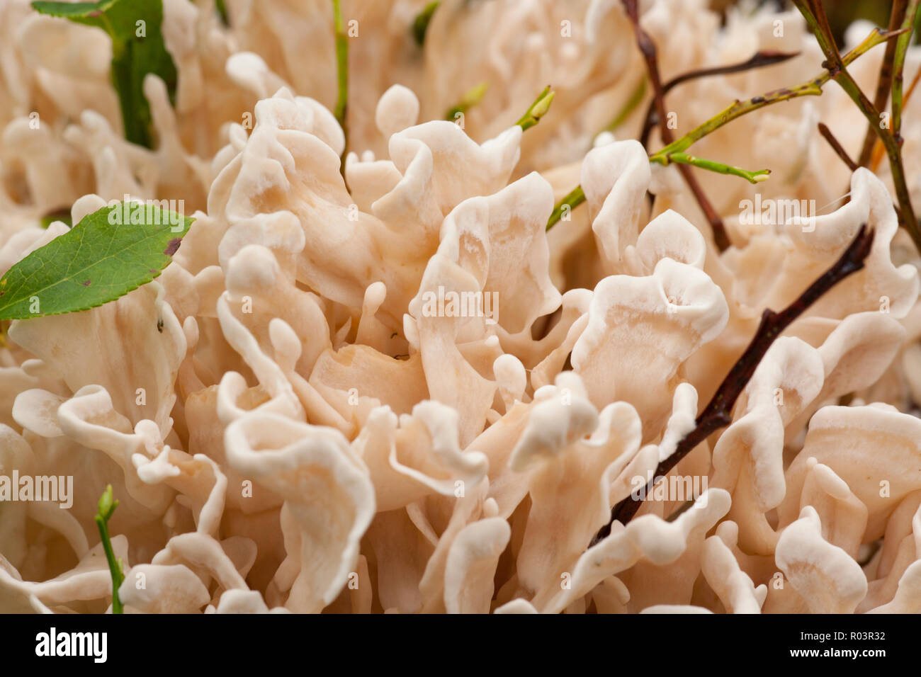 A specimen of Sparassis spathulata growing under Scots pines in the New Forest in Hampshire England UK GB. This fungi is regarded as being rare in the Stock Photo