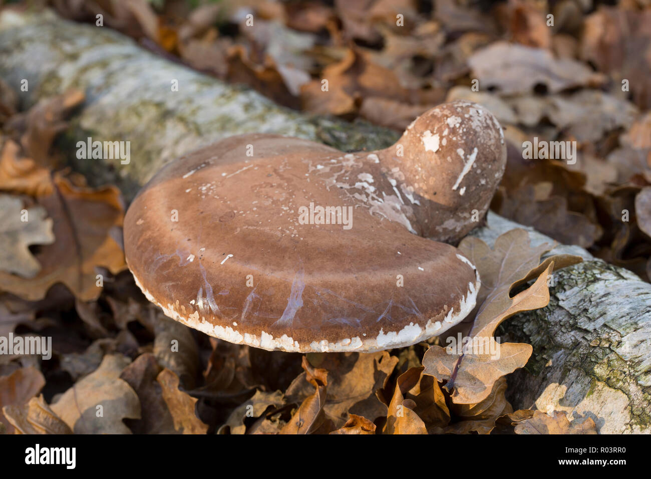 Birch polypore fungi, also known as Razorstrop fungi, Fomitopsis