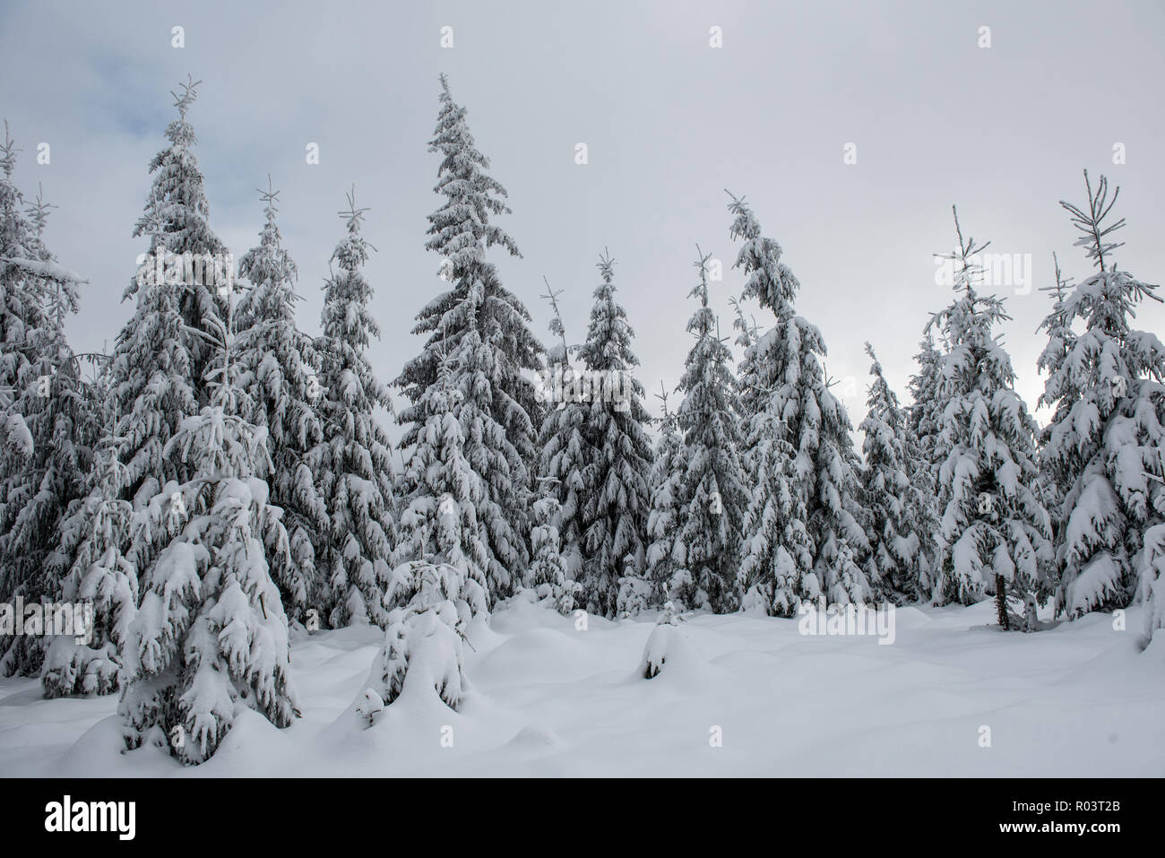 Winter wonderland, spruce tree forest covered with fresh snow Stock ...