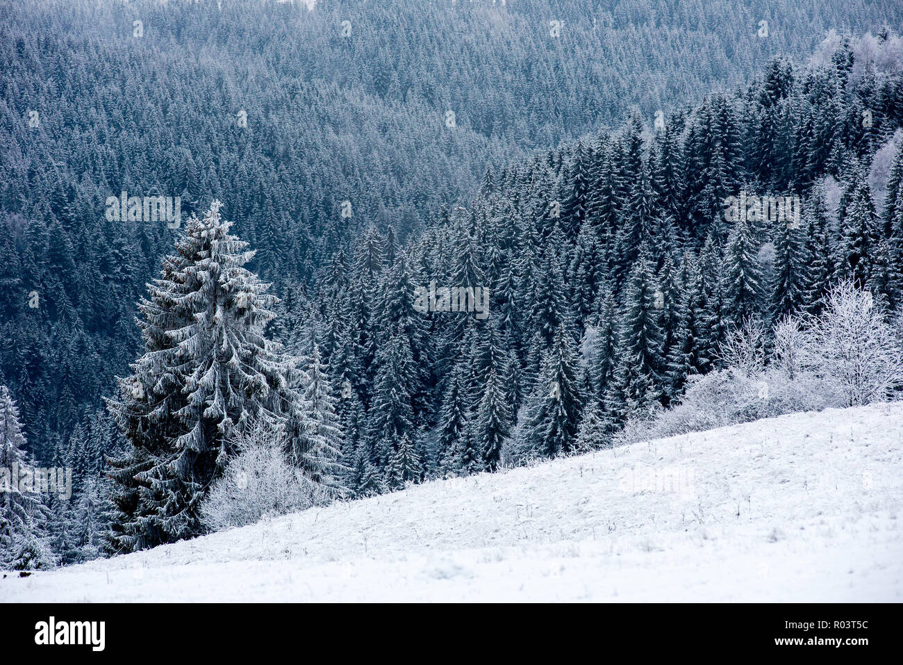 Winter wonderland, spruce tree forest covered with fresh snow Stock ...