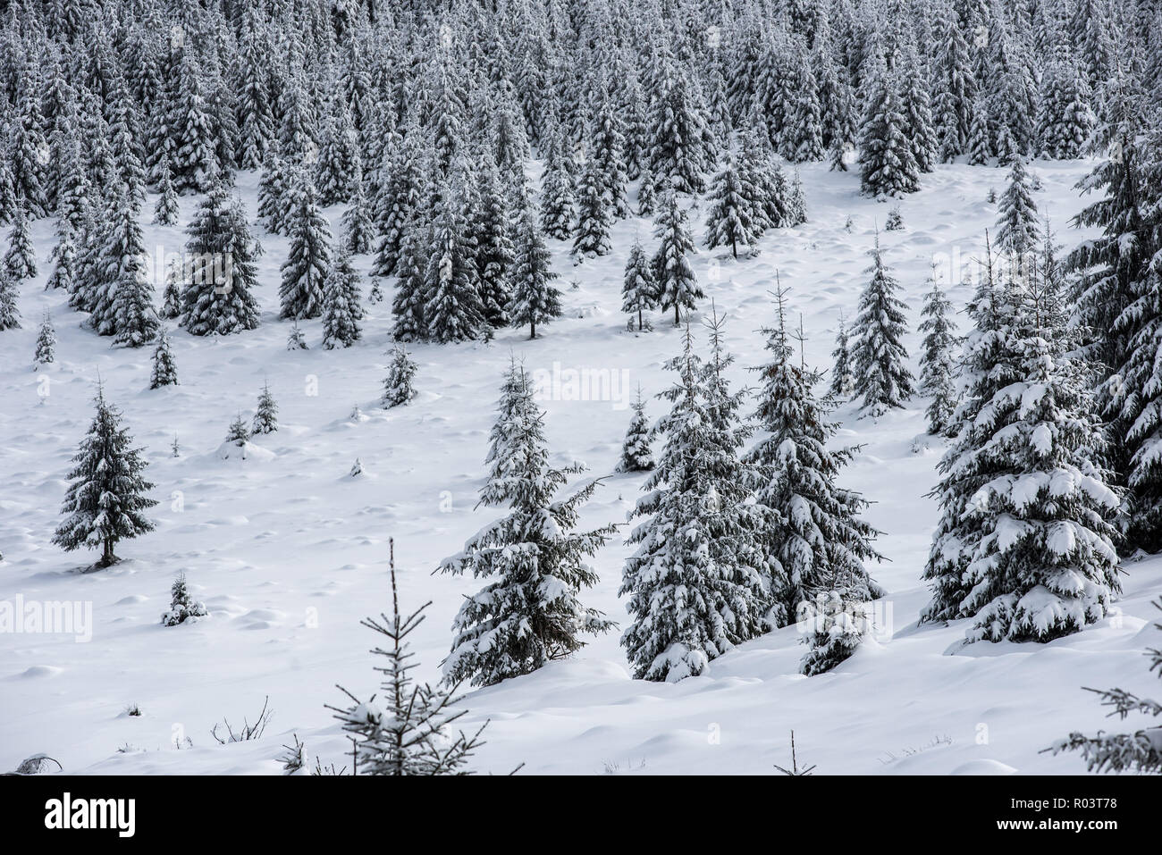 Winter wonderland, spruce tree forest covered with fresh snow Stock ...