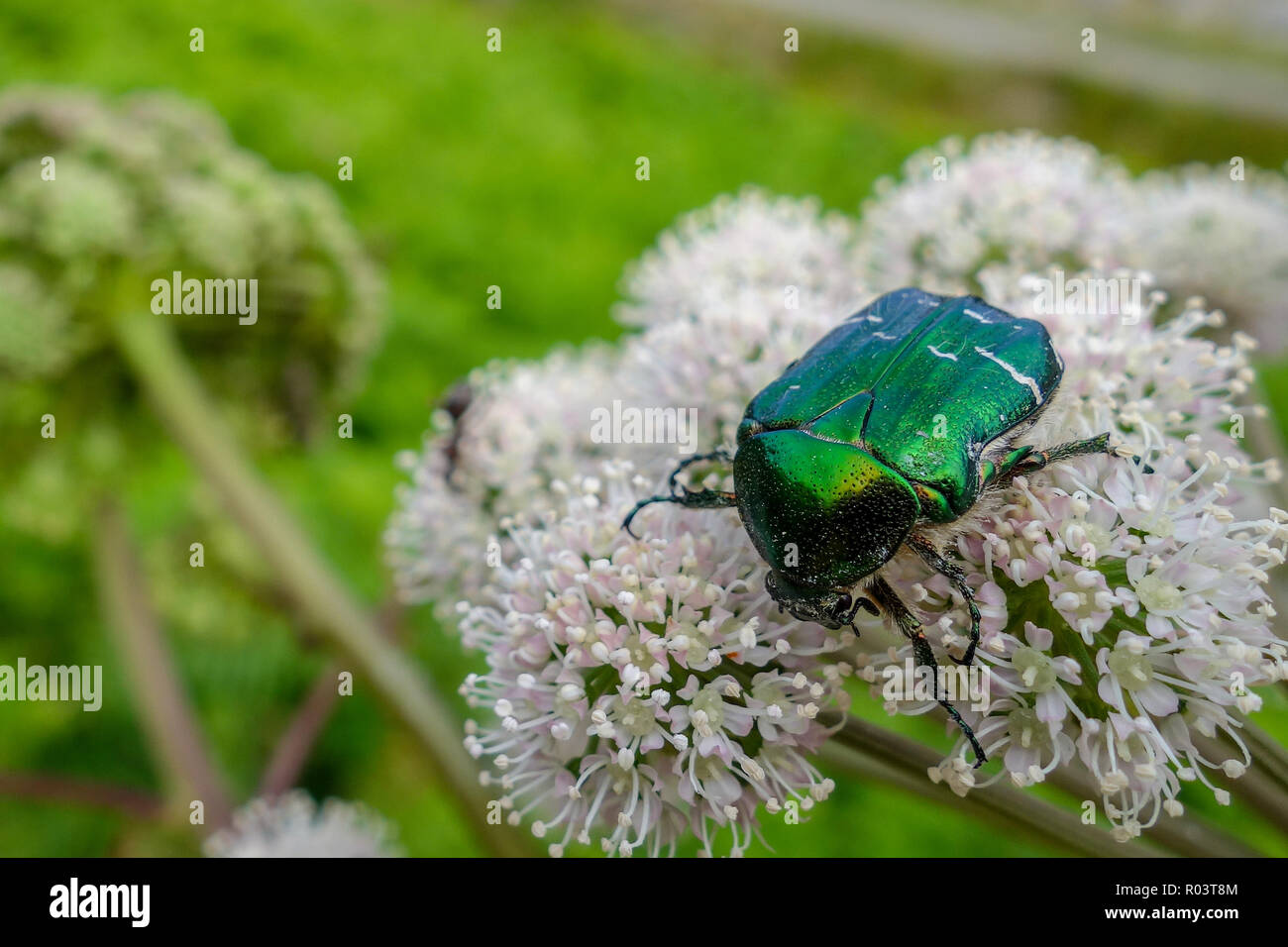 A metallic green coloured iridescent beetle called a Rose Chafer or Green Rose Chafer (Cetonia aurata) on a Cow Parsley (Anthriscus sylvestris) plant Stock Photo