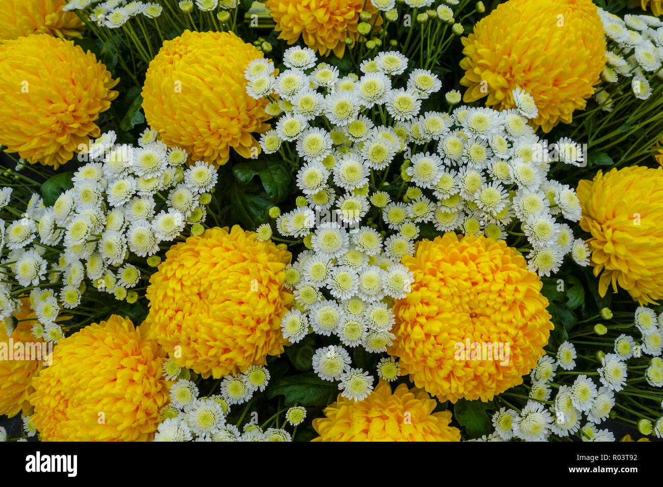 Chrysanthemum 'Misty Golden' and 'Stallion' flowers Stock Photo