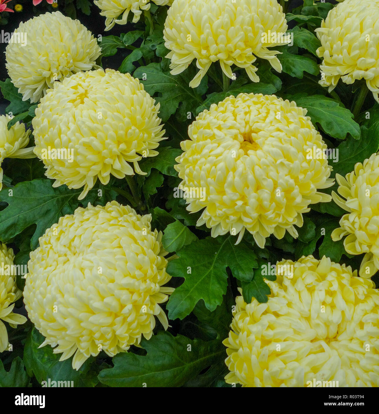 Flowers chrysanthemum hires stock photography and images Alamy