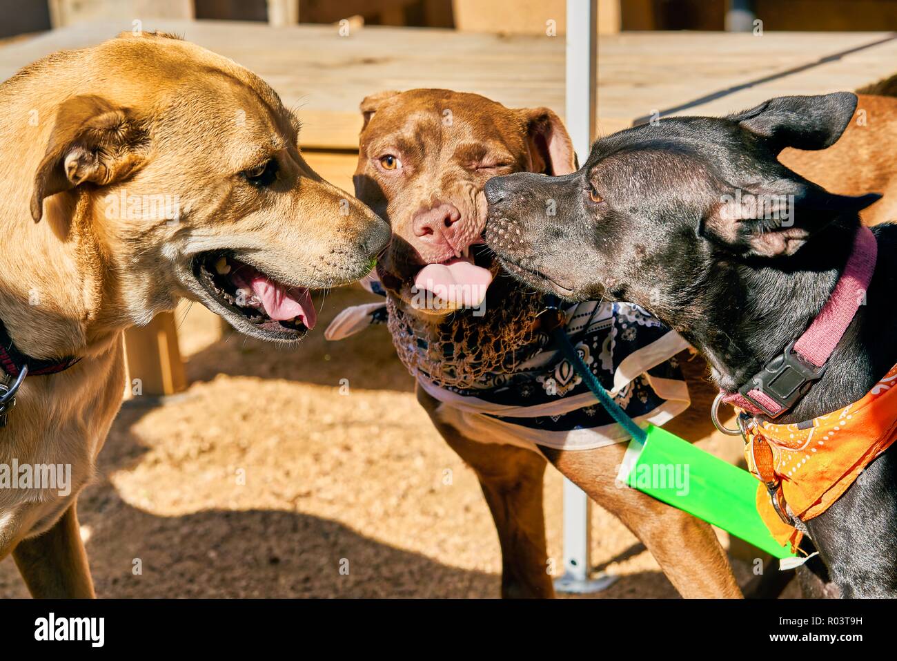 Three dogs huddling up at dog park Stock Photo