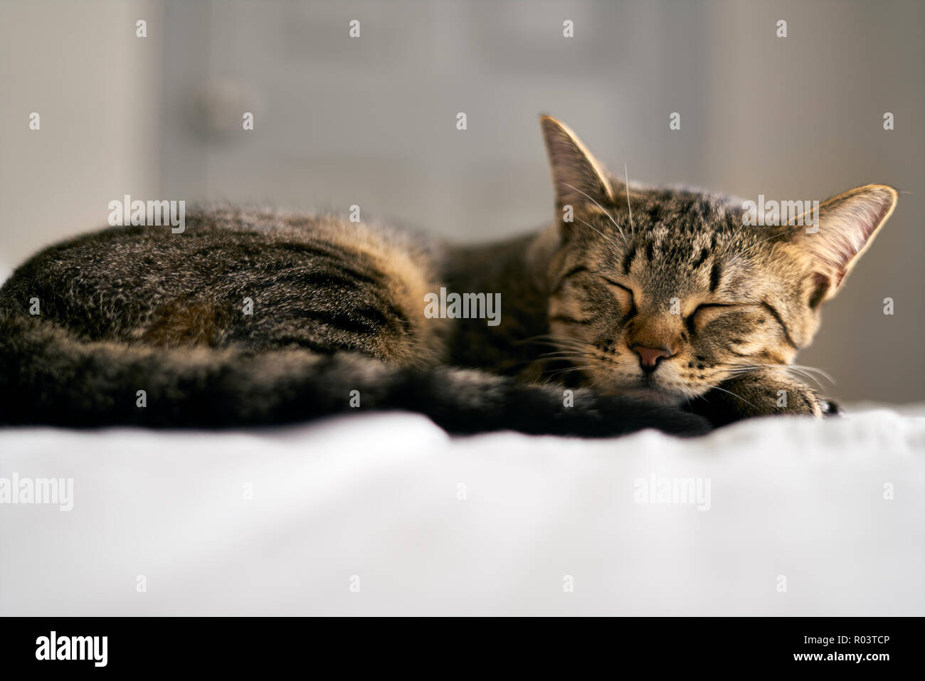 Cat sleeping bed hires stock photography and images Alamy