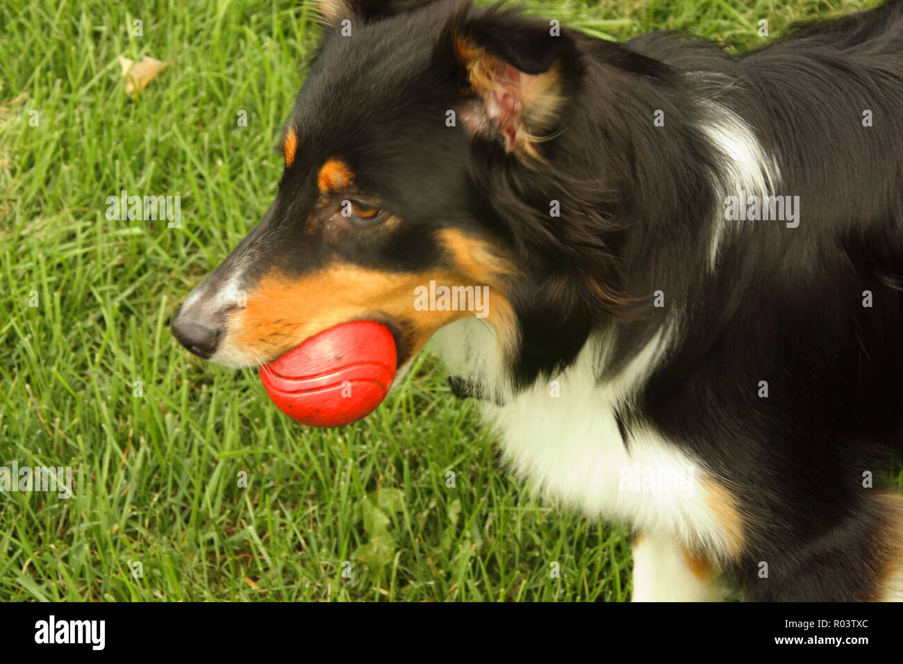 Australian Shepherd puppy holding her red ball in her mouth Stock Photo