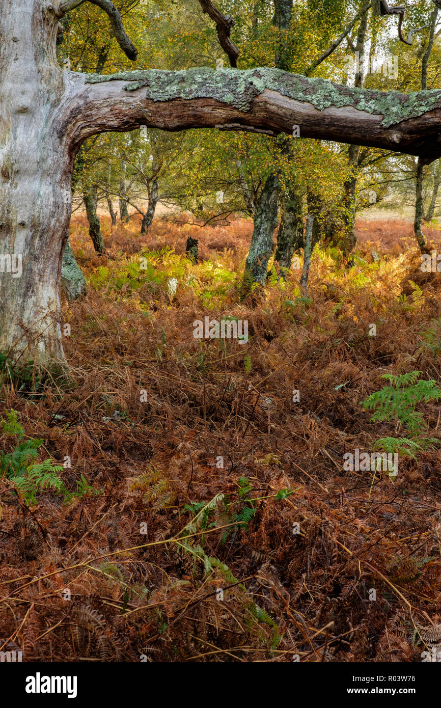 Beech Tree and Silver Birch Denny Wood The New Forest Hampshire England UK Stock Photo Alamy