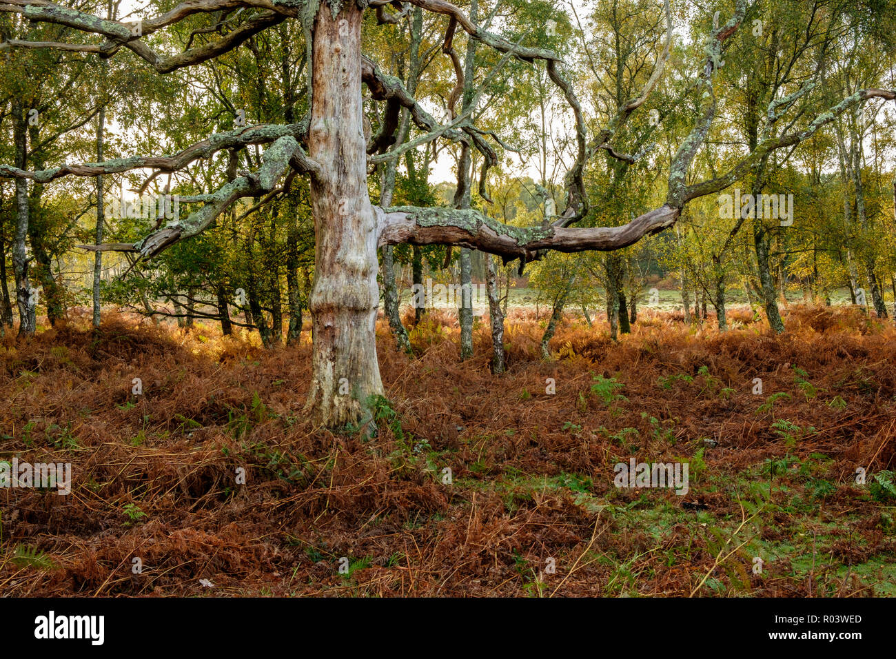 Beech Tree and Silver Birch Denny Wood The New Forest Hampshire England