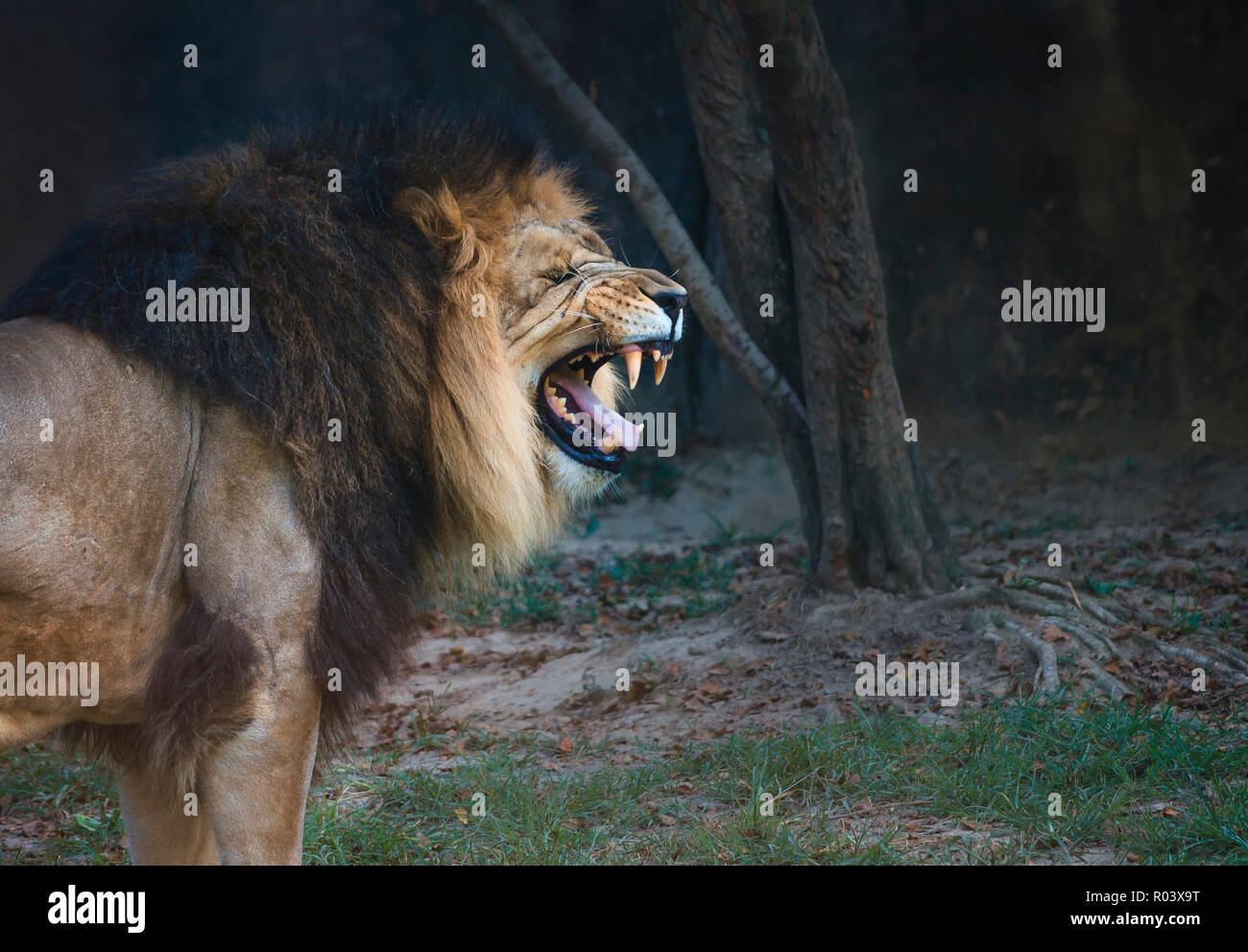 Thabo, an African lion (Panthera Leo), roars at the Memphis Zoo, September 8, 2015, in Memphis, Tennessee. Stock Photo