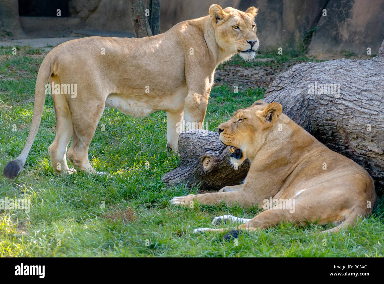 Two African lionesses (Panthera Leo), Akeelah and Jamela, are pictured at the Memphis Zoo, September 8, 2015, in Memphis, Tennessee. Stock Photo