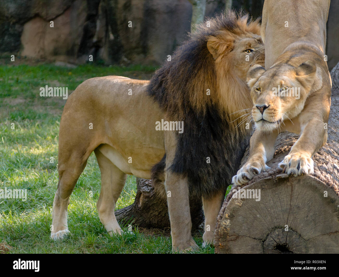 An African lioness (Panthera Leo) sharpens her claws as she is greeted by her mate, Thabo, at the Memphis Zoo, Sept. 8, 2015, in Memphis, Tennessee. Stock Photo