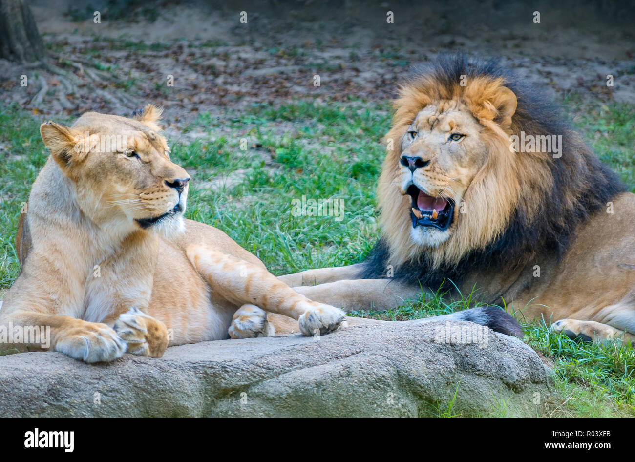 A lioness lays beside Thabo, an African lion (Panthera Leo), at the Memphis Zoo, September 8, 2015, in Memphis, Tennessee. Stock Photo