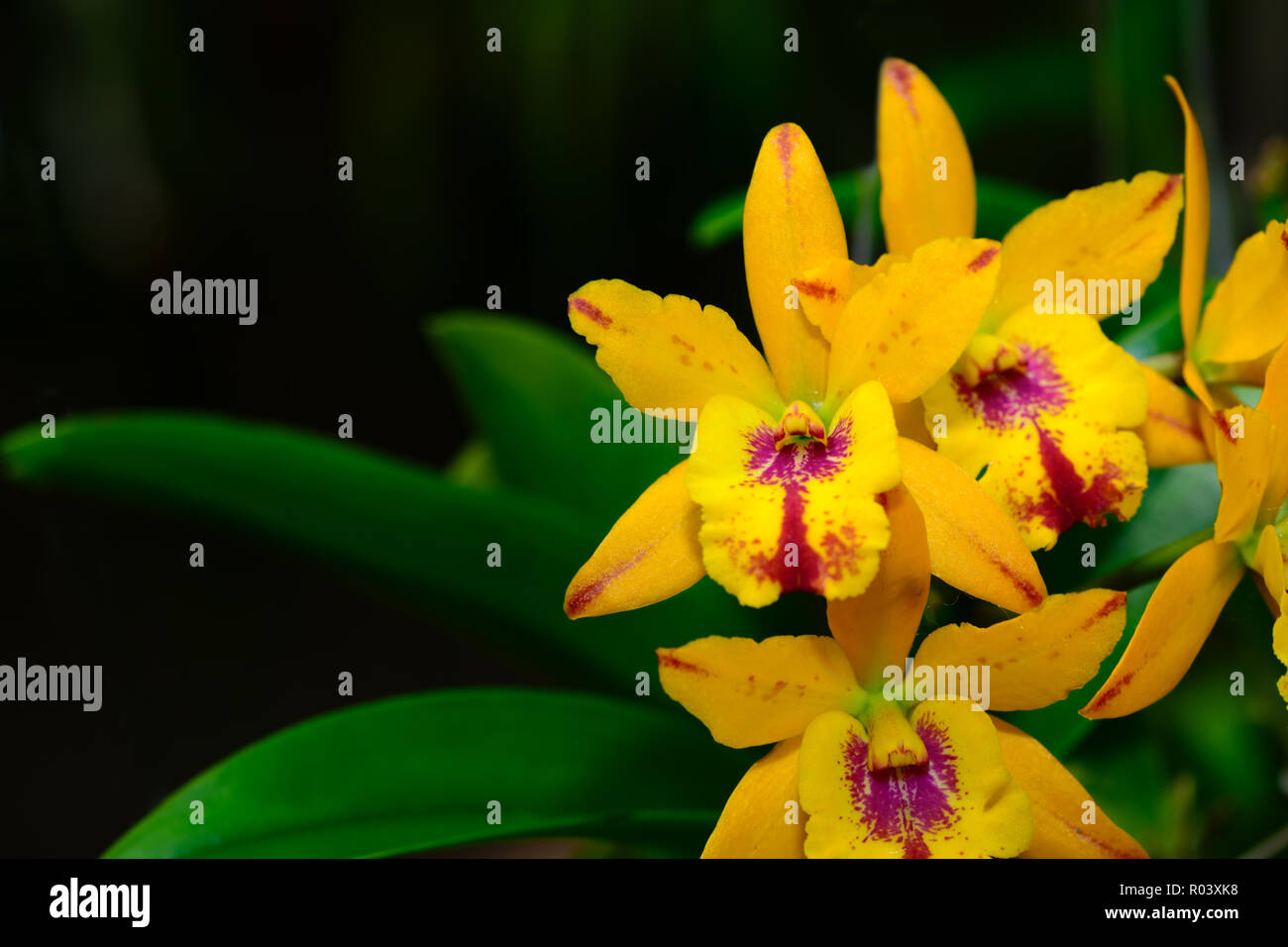 Hybrid yellow Cattleya flower orchids in garden, orchid Thailand Stock Photo