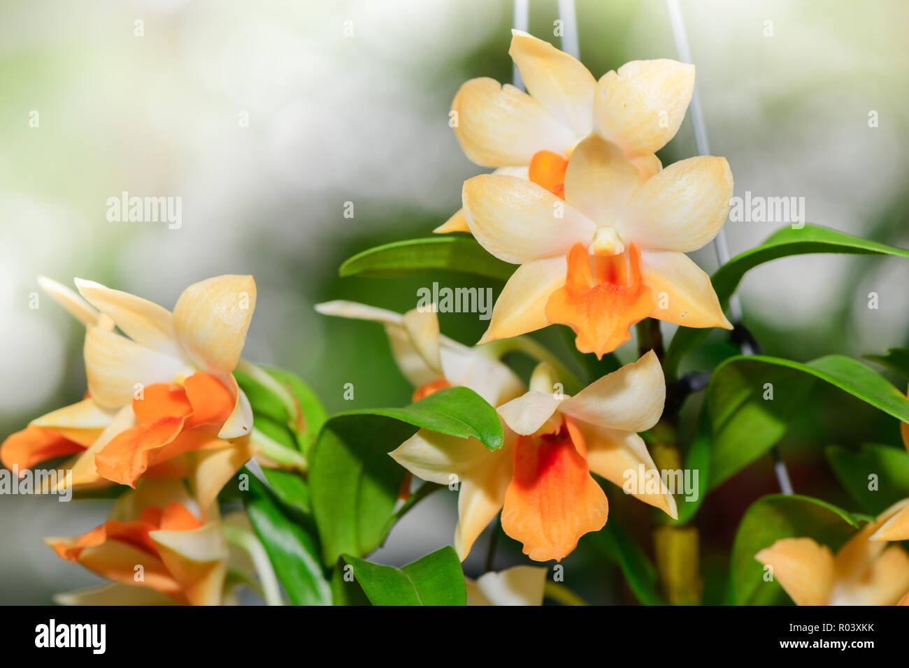 light orange Dendrobium flower in garden, Hybrid orchid in thailand