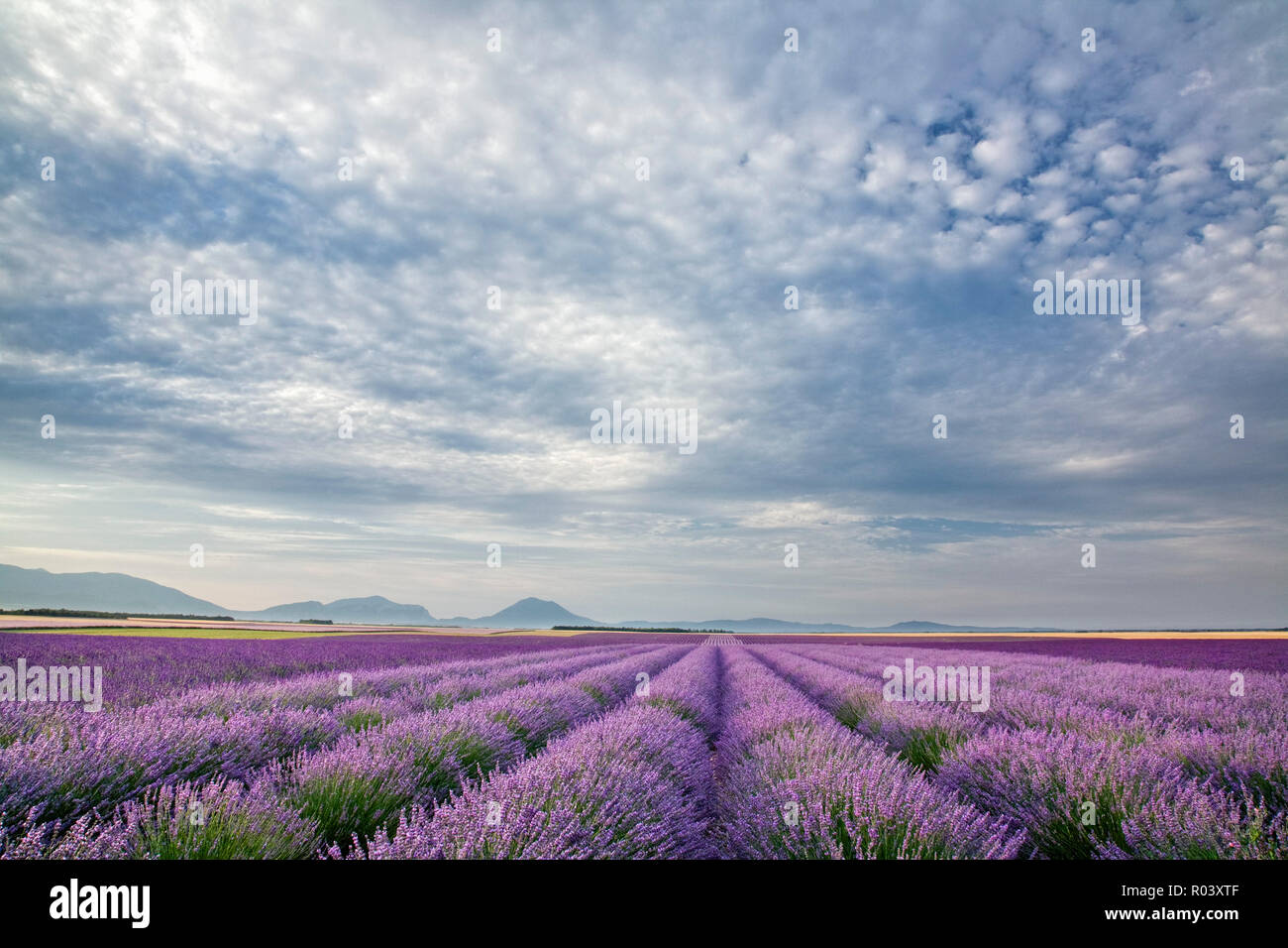 Stilvolle Plateau De Valensole Fotos