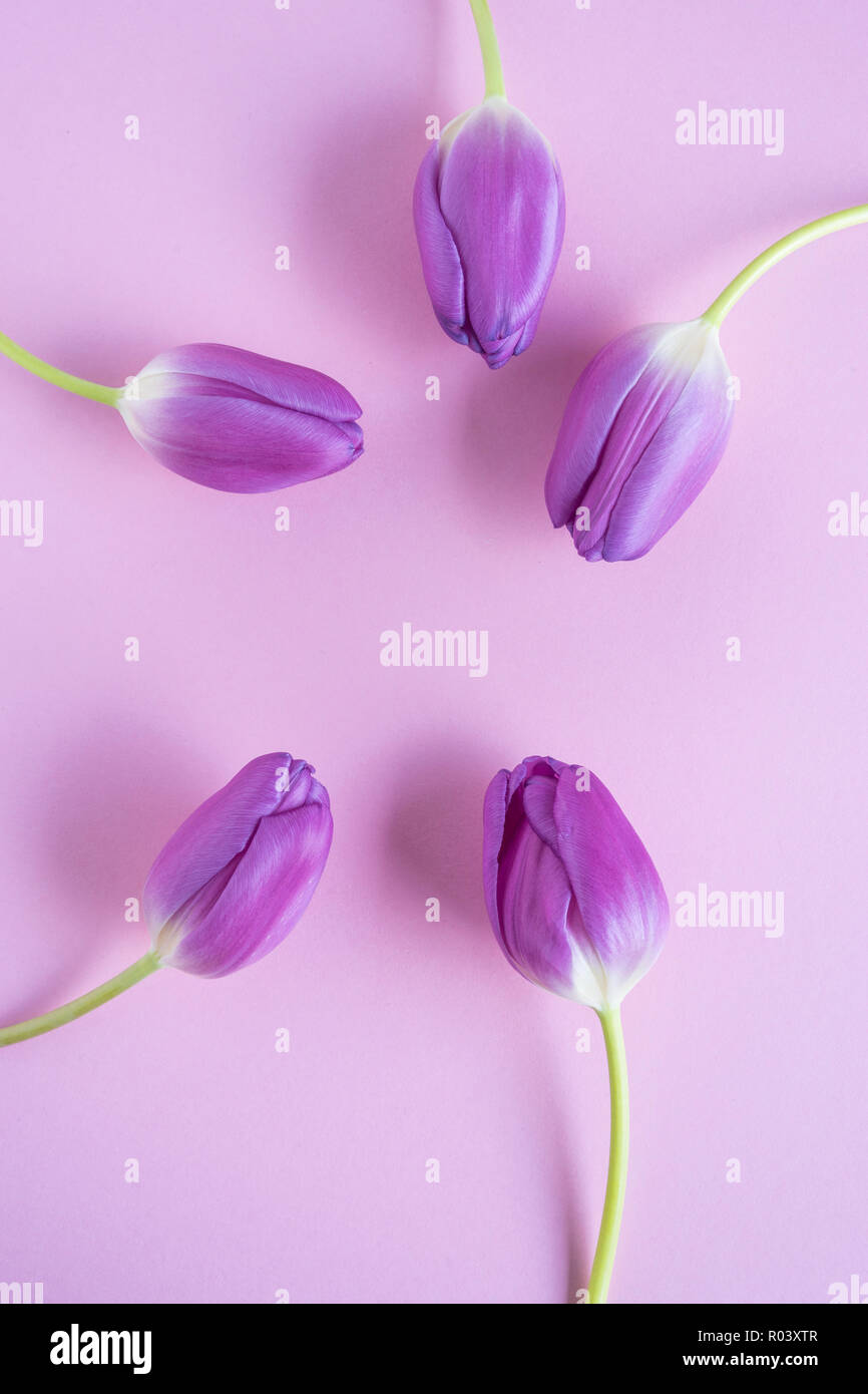 five purple tulips on light purple background Stock Photo