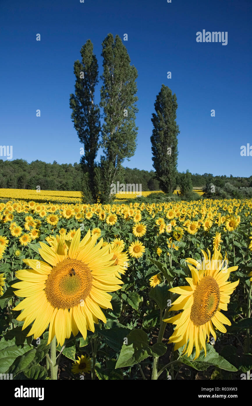 Sunflower field, Riaz, Provence, France Stock Photo Alamy