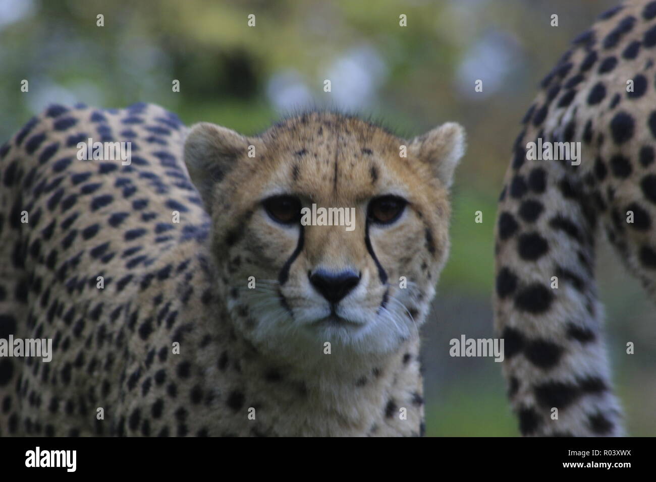Cheetah looking at camera. Cheetahs are from africa Stock Photo