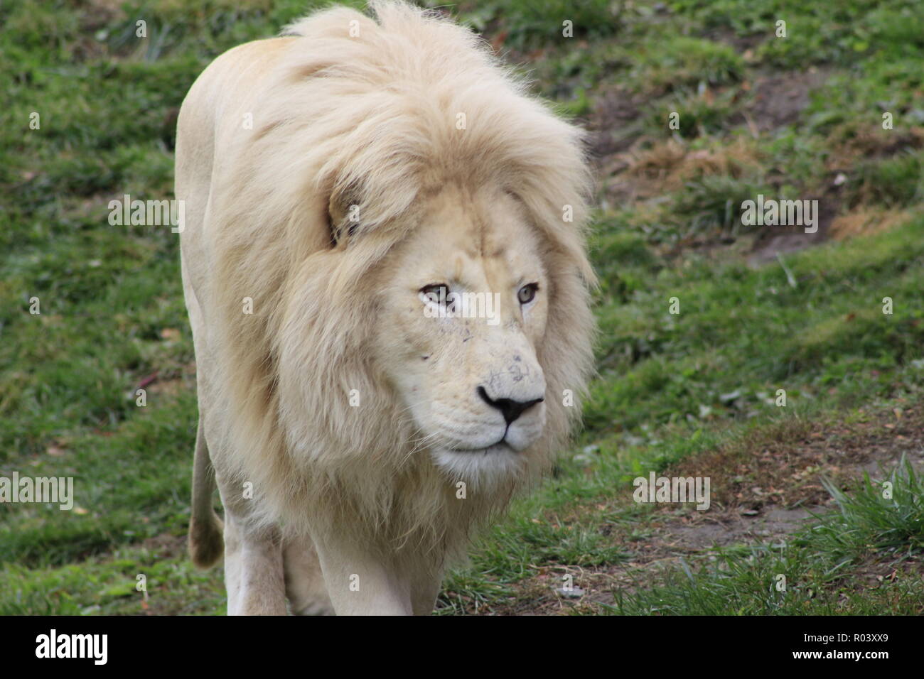 Male lion cartoon character hi-res stock photography and images - Alamy