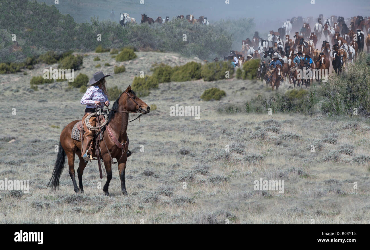 Cowgirl wrangler ranch hand riding bay horse anxiously waiting to help herd hundreds of horses on annual Great American Horse Drive across sagebrush Stock Photo