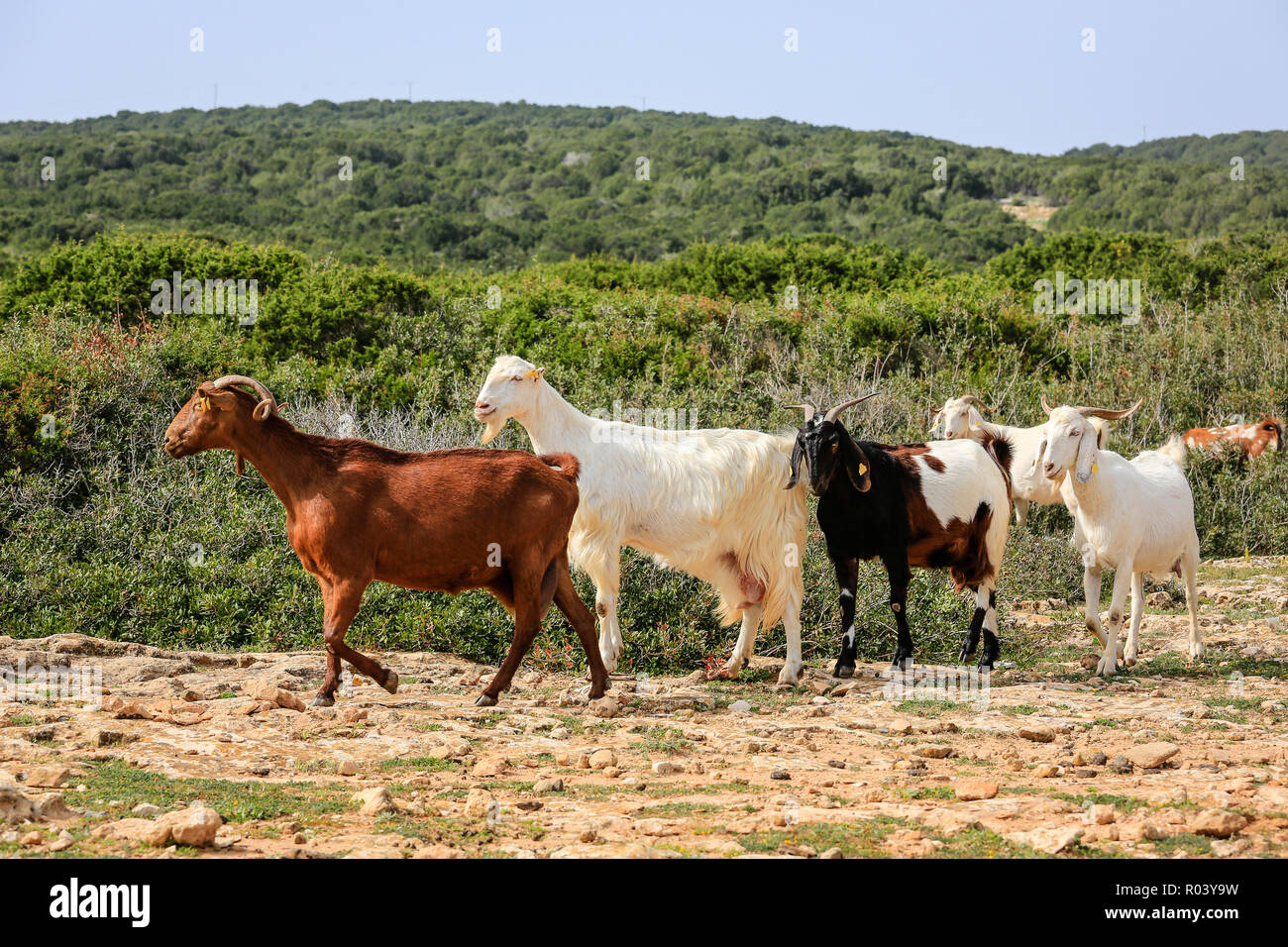 Dipkarpaz, Turkish Republic of Northern Cyprus, Cyprus - Goats on the Karpaz Peninsula Stock Photo