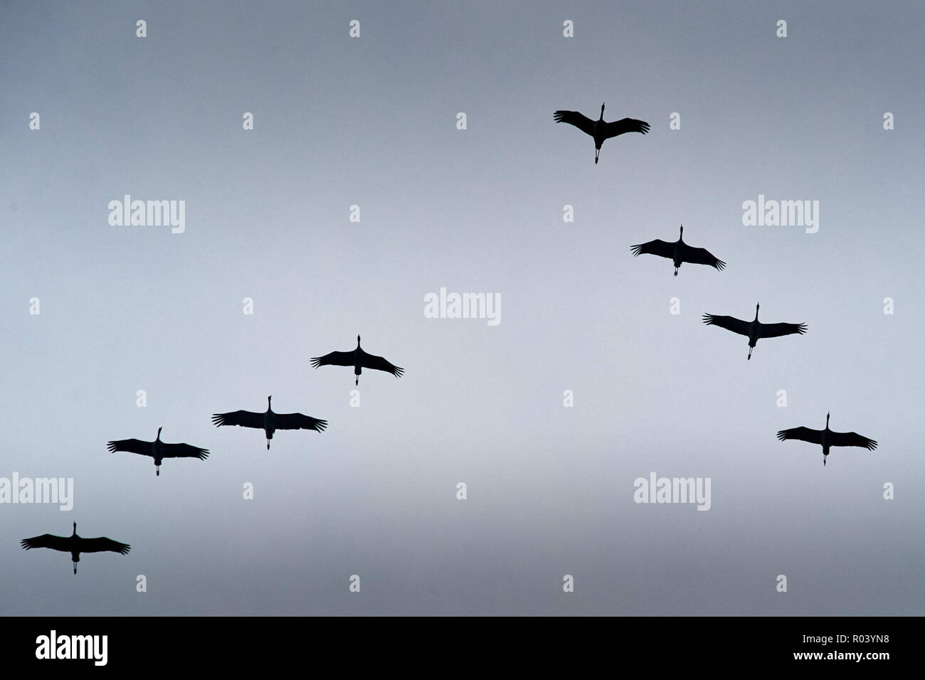 Cranes in V Formation Crossing the Sky Stock Photo