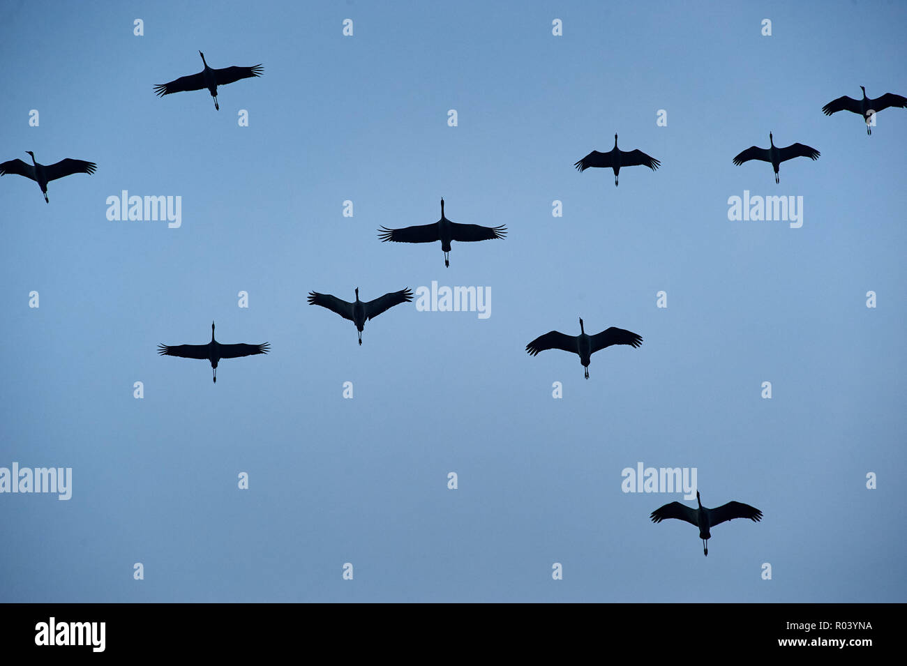 Cranes in V Formation Crossing the Sky Stock Photo