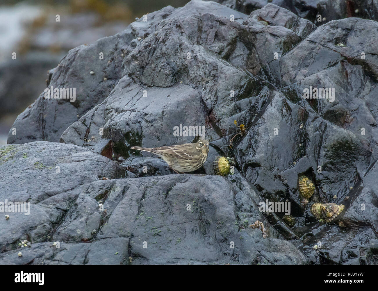 Portpatrick wildlife hi-res stock photography and images - Alamy