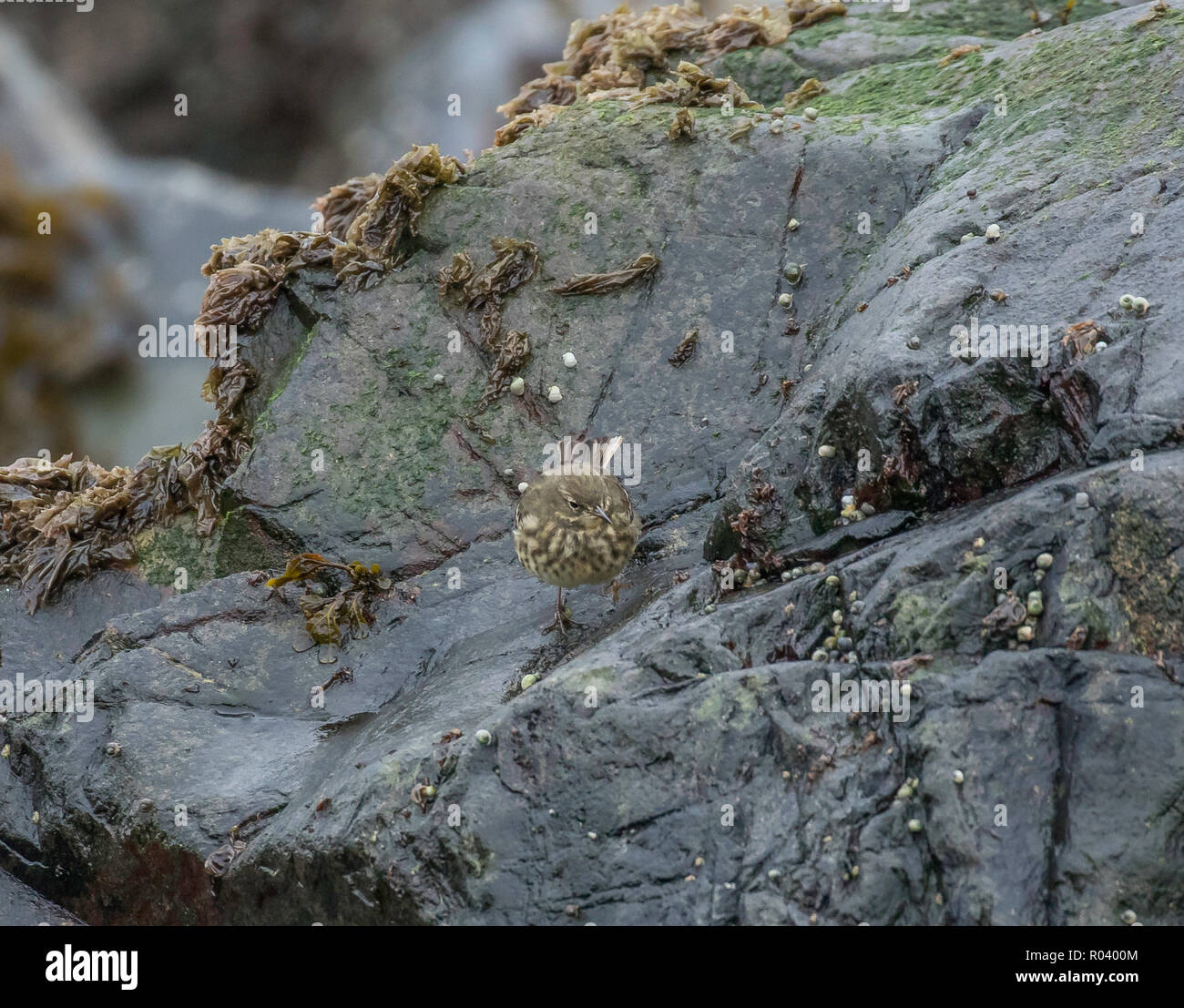 Portpatrick wildlife hi-res stock photography and images - Alamy