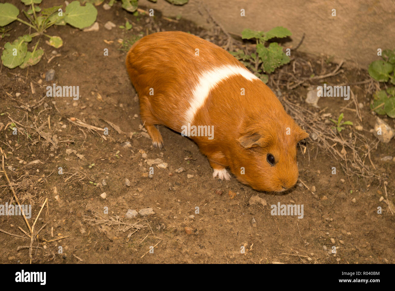 Guinea pig (Cavia porcellus) Stock Photo