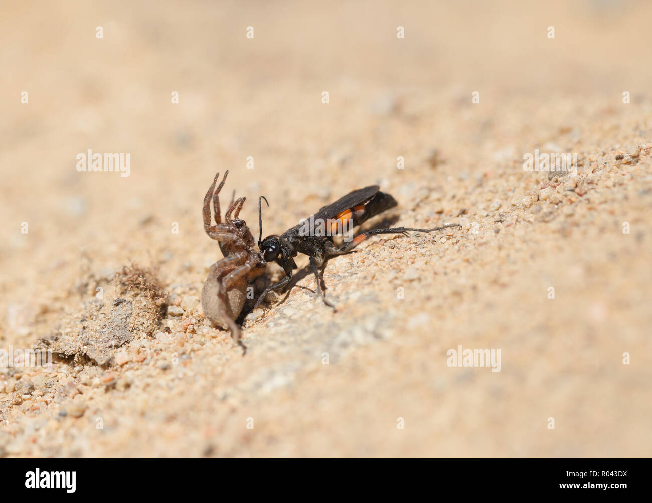 Black banded spider wasp Stock Photo