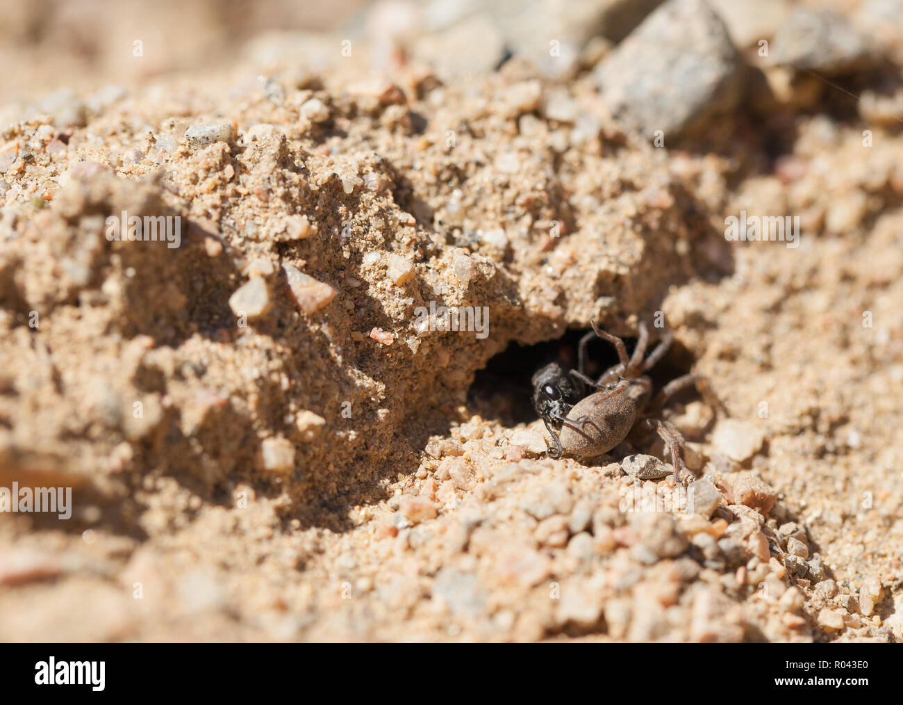 Black banded spider wasp Stock Photo