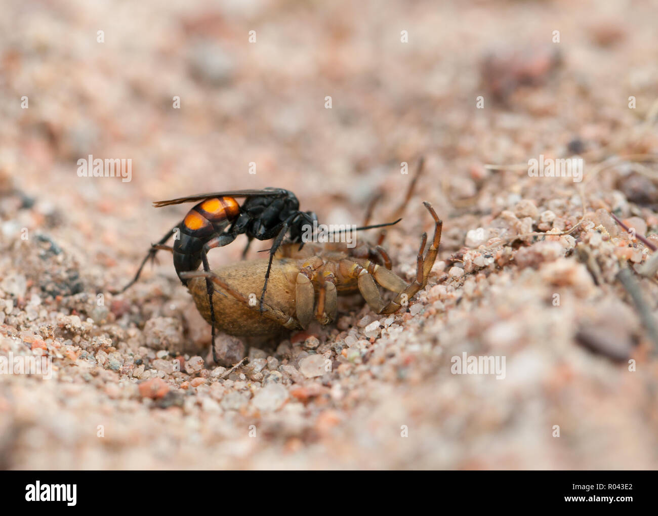 Black banded spider wasp Stock Photo