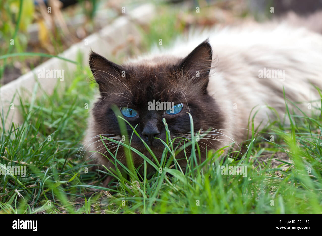 Cute cat with blue eyes lay down on the grass Stock Photo - Alamy
