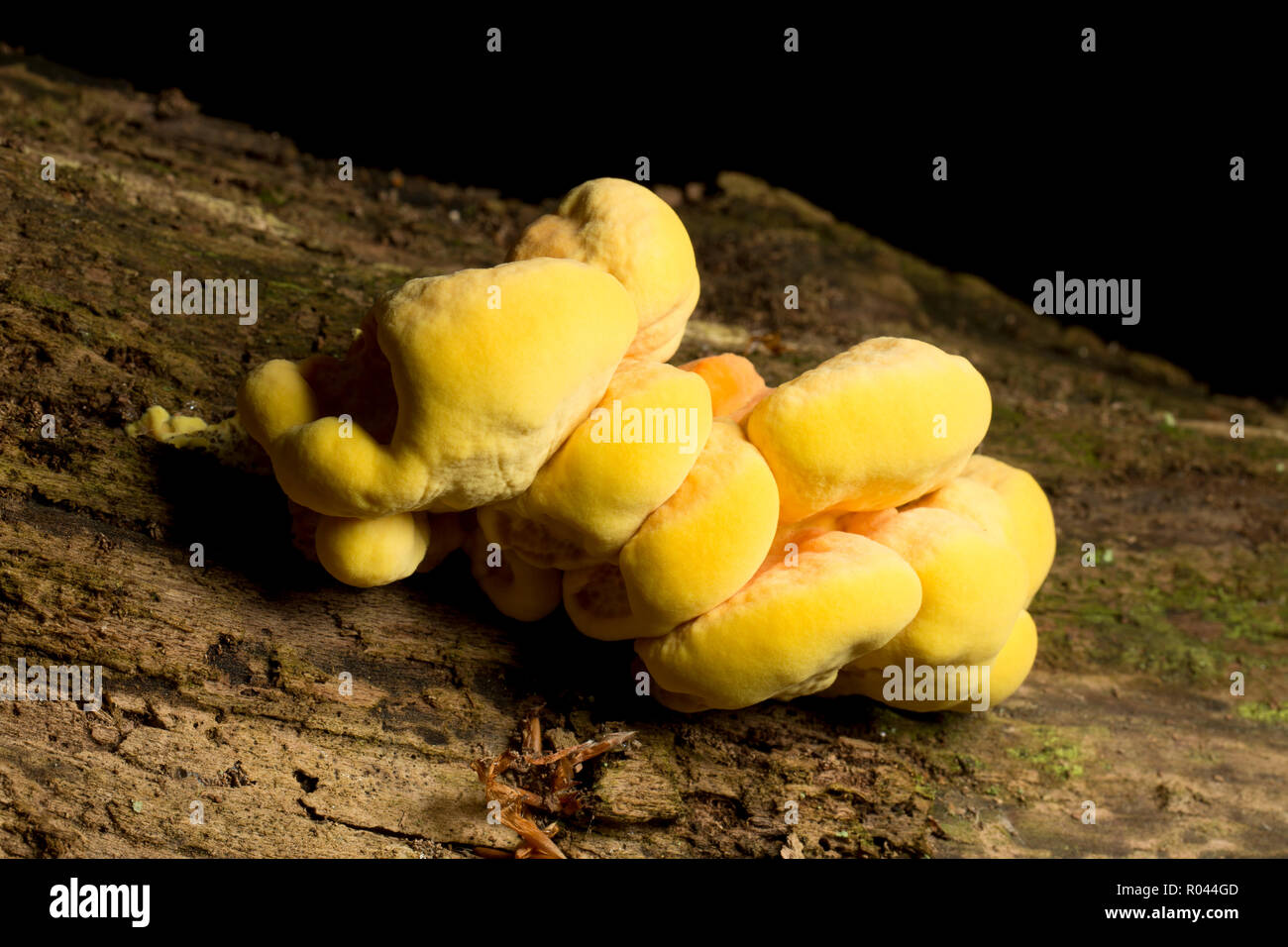 Chicken of the Woods fungi, Laetiporus sulphureus, sometimes called sulphur polypore, growing on a dead tree in woodlands in the New Forest. Hampshire Stock Photo