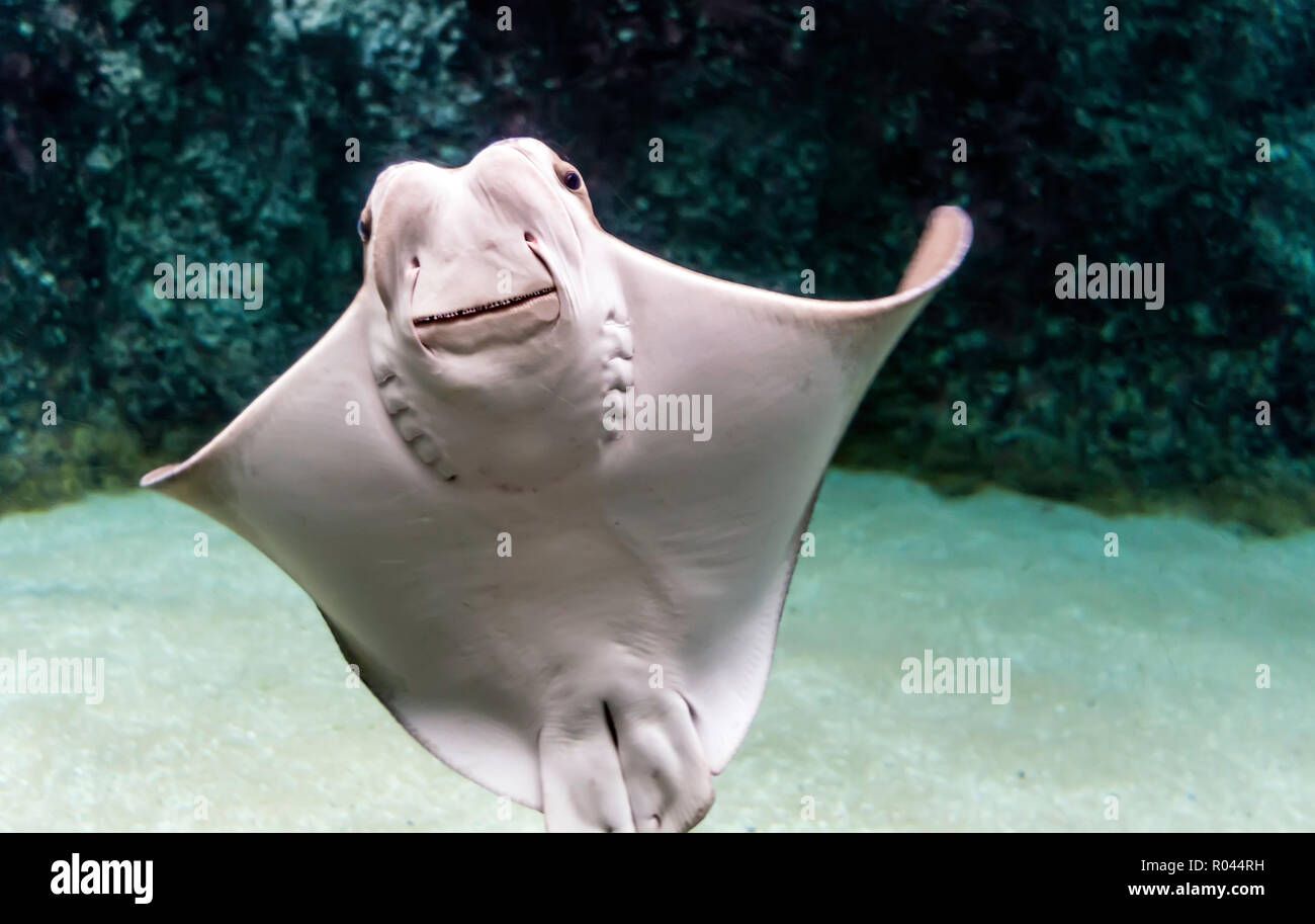 Whitish belly of Cownose ray (Rhinoptera bonasus) with its broad head, wide-set eyes and set of dental plates. Cownose rays have barb at the tail and  Stock Photo